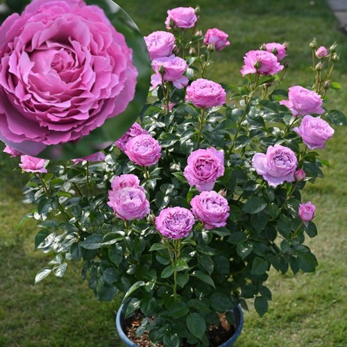 Rosa 'Alexandra David Neel' - Roos 'Alexandra David Neel' C4/4L 